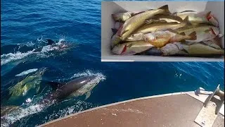 Thumbnail: Amazing Day to be Fishing ! Red Gurnard Catch Clean Cook ! 