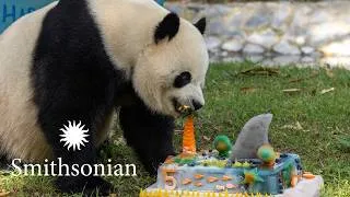 Thumbnail: The Most Complicated Meal Prep on Earth – Feeding our National Zoo