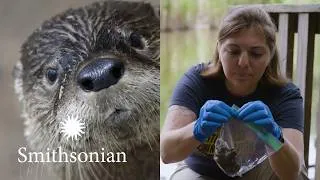 Thumbnail: Hunting for River Otter Poop