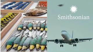 Thumbnail: Preventing Air Disasters by Studying Bird Ick