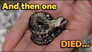 Thumbnail: Dramatic Baby Hognose Snakes Hatching!