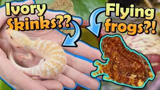 Thumbnail: Vending a Huge Reptile Expo in Tinley Park!! (NARBC 2026)
