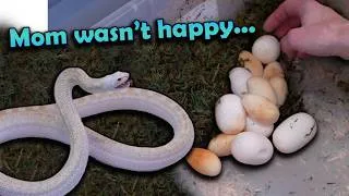 Thumbnail: Our Bullsnakes and Milksnakes Laid Eggs!!
