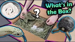 Thumbnail: Unboxing Snakes and... Aldabra Tortoises?!