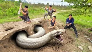 Thumbnail: Expert Bravely Digs Up and Captures a Giant White Python