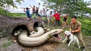 Thumbnail: Expert Bravely Digs Up and Captures a Giant White Python