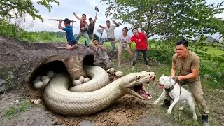 Thumbnail: Expert Bravely Digs Up and Captures a Giant White Python