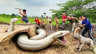 Thumbnail: Expert Bravely Digs Up and Captures a Giant White Python