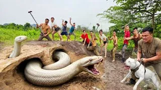 Thumbnail: Expert Bravely Digs Up and Captures a Giant White Python