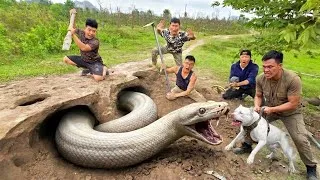 Thumbnail: Brave Hunter Uses Pitbull to Dig Up and Catch a Giant White Python