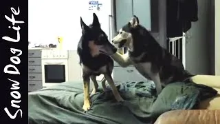 Thumbnail: Siberian Husky couch Zoomies!