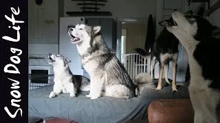 Thumbnail: Snow Dog Life update! |Howling dogs|