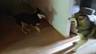 Thumbnail: Alaskan Malamute and Husky-gsd mix playtime