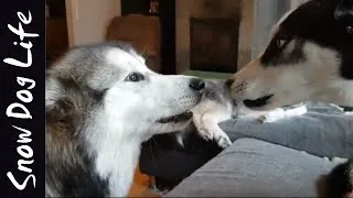 Thumbnail: Howling party with huskies and malamute!