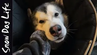 Thumbnail: Alaskan Malamute puppy got neutered