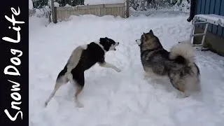 Thumbnail: Alaskan Malamute does zoomies with huskies!
