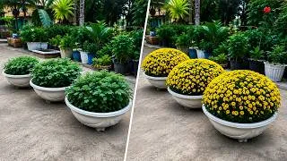 Thumbnail: Grow Chrysanthemums From Cuttings – From One Tiny Cutting to Full Bloom!