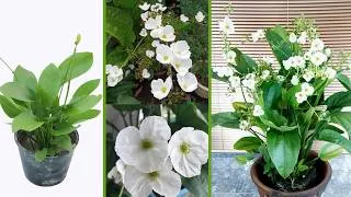 Thumbnail: How to Grow Creeping Burhead From a Young Plant to Beautiful Blooms