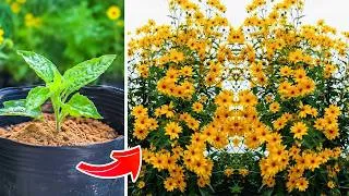 Thumbnail: Don't Buy Tree Sunflower! Do This To Get Infinite Plants 🌻