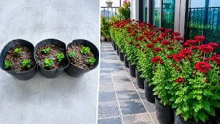 Thumbnail: How to Grow Beautiful Sapa Chrysanthemums From Cuttings to Full Bloom Step by Step