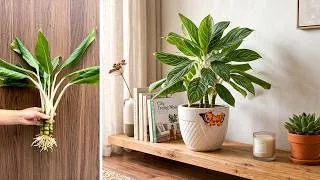 Thumbnail: How to Propagate Chinese Evergreen from Stem Cuttings | Easy Guide!