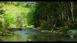 Thumbnail: RELAXING SOUND || RIVER STREAM || WATER SOUND || CHILLOUT || RELAX || PEACEFUL || CALM (HQ)