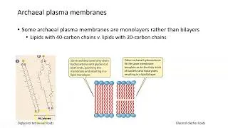 Thumbnail: Archaea: Cell Structure