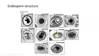 Thumbnail: Endospores and Sporulation
