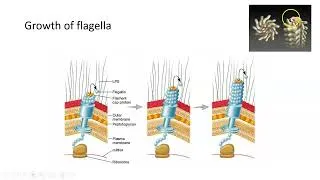 Thumbnail: Pili, Flagella, and Bacterial Motility