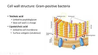 Thumbnail: Bacterial Cell Walls: Gram-Positive vs. Gram-Negative