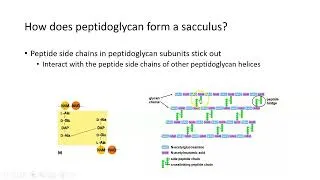 Thumbnail: Bacterial Cell Walls: Peptidoglycan and its Synthesis