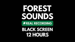 Thumbnail: Forest Sounds at Night: Relaxing Nature Sounds & Crickets for Sleeping - Black Screen (12 Hours)