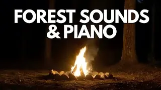 Thumbnail: Forest Sounds at Night with Piano: Relaxing Music for Sleep & Deep Relaxation (3 Hours)