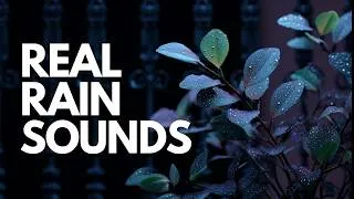 Thumbnail: Rain Sounds for Sleeping - 3 Hours Dark Screen | Real Balcony Rain for Deep Sleep, Study, Relaxation