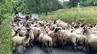 Thumbnail: Sheep escape onto busy road
