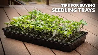 Thumbnail: How to Find the BEST Seedling Trays for Gardening