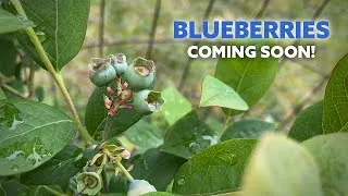 Thumbnail: Food Forest Update | More Berries!