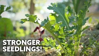 Thumbnail: Try THIS for healthier Brassica seedlings!