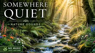 Thumbnail: Peaceful Forest Stream Sounds Relaxing Nature Sounds for Sleep, Study, Meditation & Stress Relief 