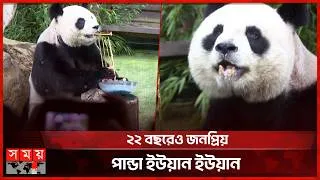 Thumbnail: তাইওয়ানে ধুমধামে পালিত হলো জায়ান্ট পান্ডা ইউয়ান ইউয়ানের ২২তম জন্মদিন | Yuan Yuan panda | Taiwan