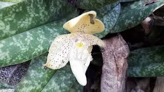 Thumbnail:  Paphiopedillum concolor  at the top of the rocks , they are so nice #wildflowers #wildorchids 