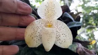 Thumbnail: Great adventure to visit wild Paphiopedilum concolor