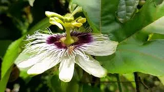 Thumbnail: The canopy of passion fruits for orchids