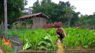 Thumbnail: 95 Days of Living in the Forest, Gardening, Farming, Harvesting, Cooking & Animal Care | Sơn Thôn