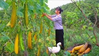 Thumbnail: Harvesting the First Cucumber Crop from the Garden | Preserving & Cooking a Delicious Meal