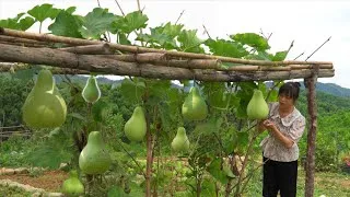 Thumbnail: Harvesting Bottle Gourds: The Process of Growing, Harvesting, and Cooking with Fresh Gourds