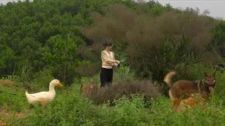 Thumbnail: Harvesting Broom Grass for Traditional Cakes. Caring for the Corn Garden.
