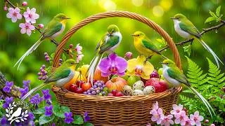 Thumbnail: 🌿 Rainy Forest Piano & Birdsong Ambience 🐦 Soothing Nature Sounds for Sleep, Relaxation & Work