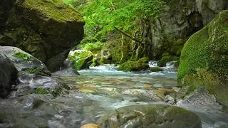 Thumbnail: All Natural Water Noises | Crystal Clear Mountain Stream | 10 Hours | No Music