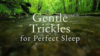 Thumbnail: Never Ending Water Trickles of Quiet Forest Creek | SLEEP ASMR | 10 Hours